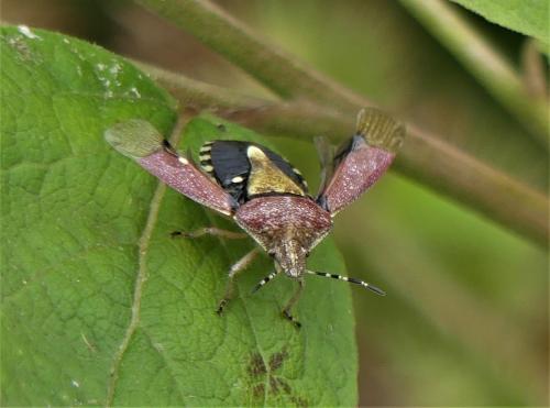 Réf. 265 701 : Dolycoris baccarum
